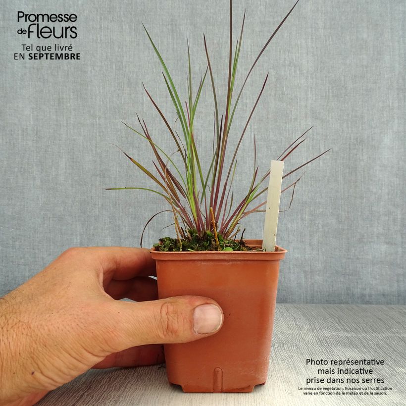 Exemplar von Schizachyrium scoparium Blue Heaven - Blaugraues Präriegras Kleine Töpfe von 8/9 cm wie im Sommer geliefert