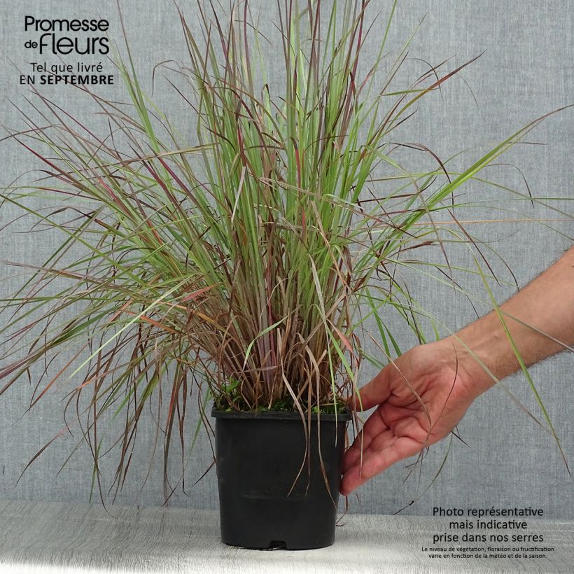 Exemplar von Schizachyrium scoparium Blue Heaven - Blaugraues Präriegras Topf mit 2L/3L wie im Sommer geliefert