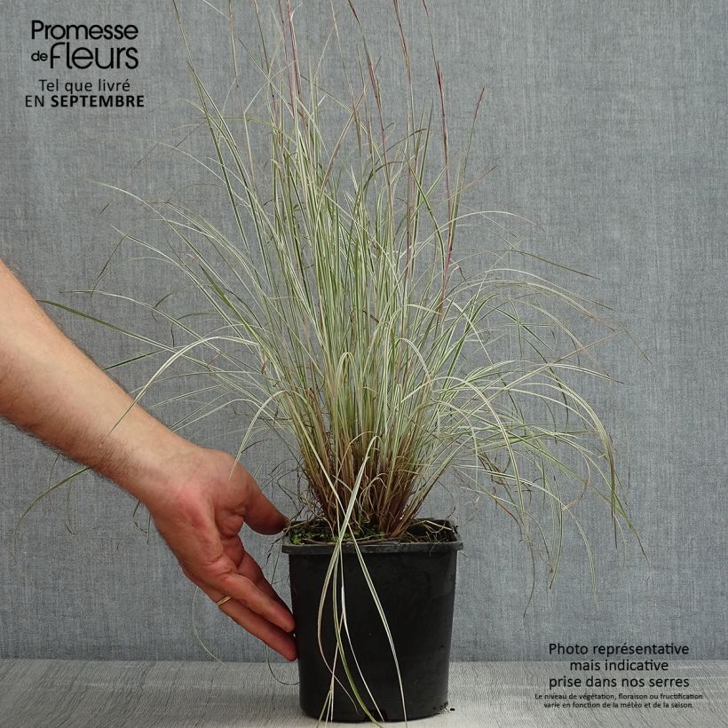 Exemplar von Schizachyrium scoparium Chameleon - Blaugraues Präriegras Topf mit 2L/3L wie im Sommer geliefert