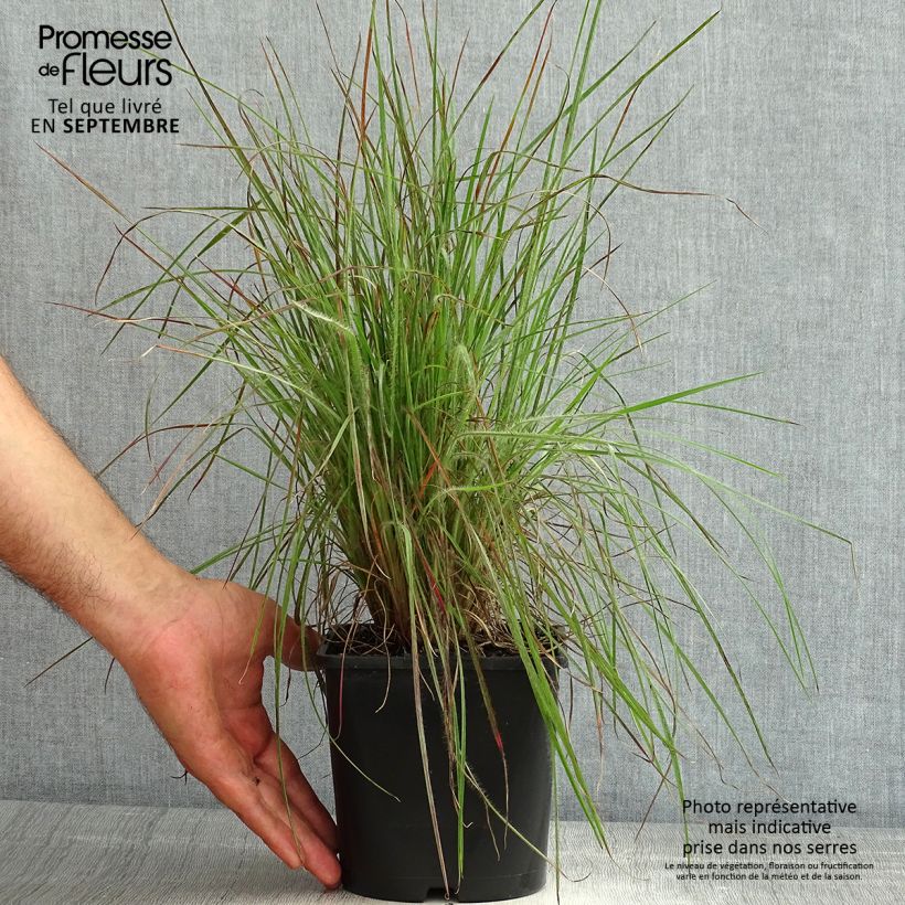 Exemplar von Schizachyrium scoparium Ha Ha Tonka - Blaugraues Präriegras Topf mit 2L/3L wie im Sommer geliefert