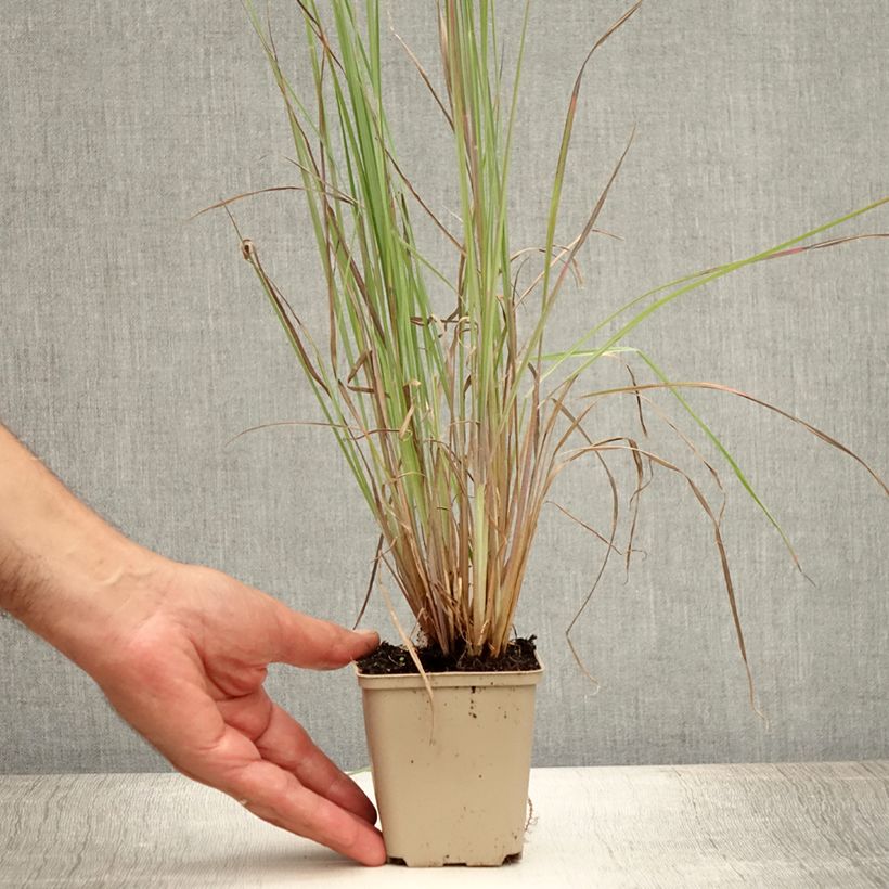 Exemplar von Schizachyrium scoparium Standing Ovation - Blaugraues Präriegras Kleine Töpfe von 8/9 cm wie im Sommer geliefert