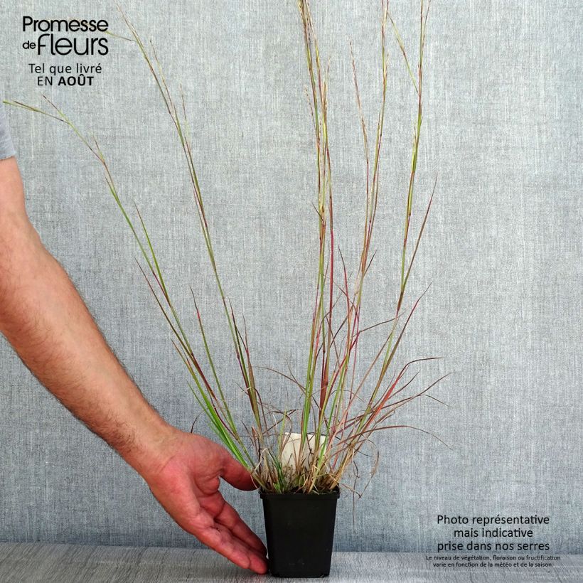 Exemplar von Schizachyrium scoparium Wild West - Blaugraues Präriegras Kleine Töpfe von 8/9 cm wie im Sommer geliefert