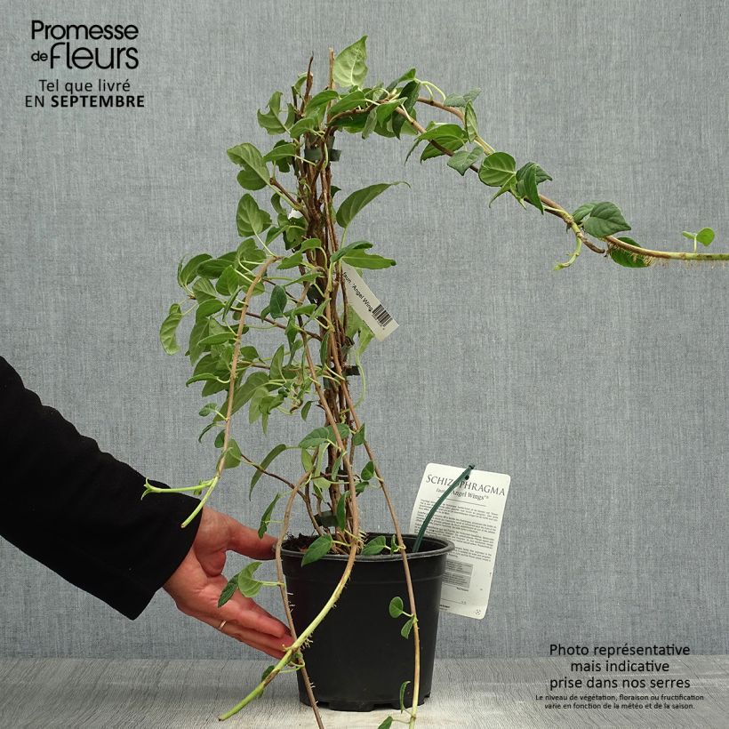 Exemplar von Schizophragma fauriei Angel Wings - Spalthortensie Topf mit 2L/3L wie im Herbst geliefert