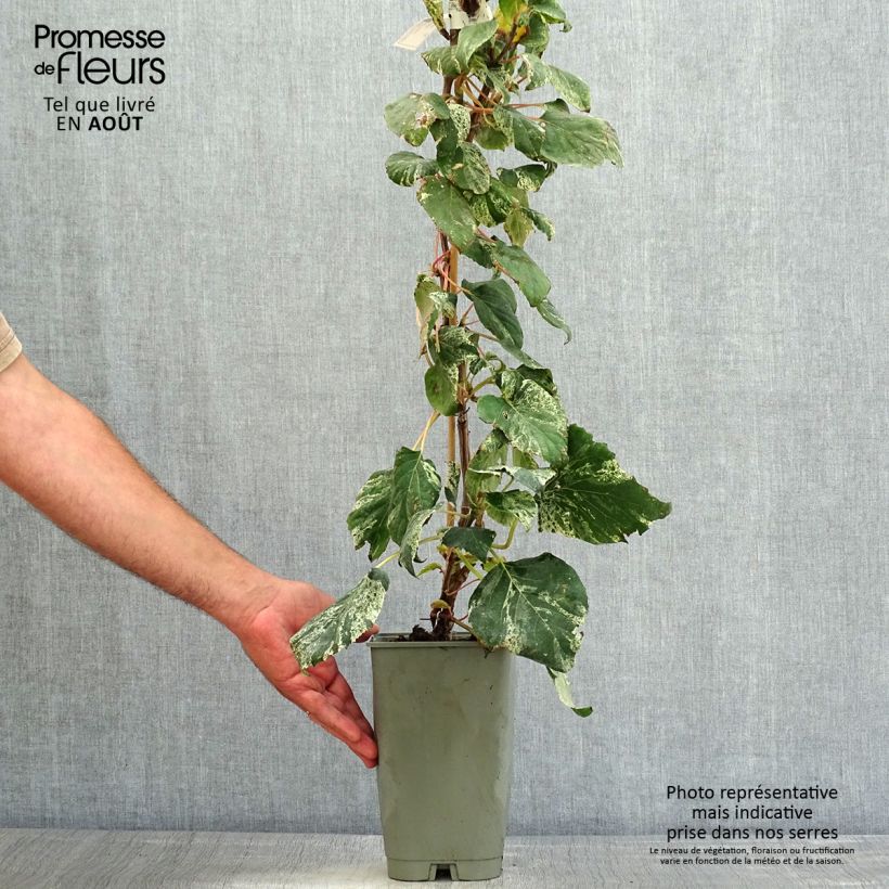 Exemplar von Schizophragma hydrangeoides Burst of Light - Spalthortensie Topf mit 2L/3L wie im Sommer geliefert