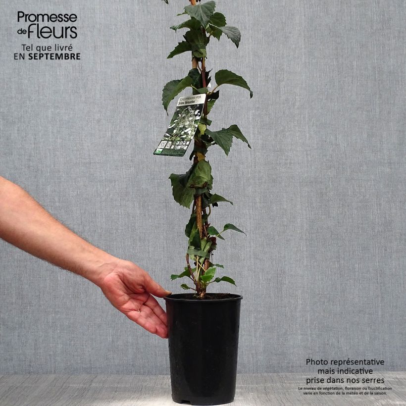 Exemplar von Schizophragma hydrangeoides Snow Sensation - Spalthortensie Topf mit 3L/4L wie im Herbst geliefert