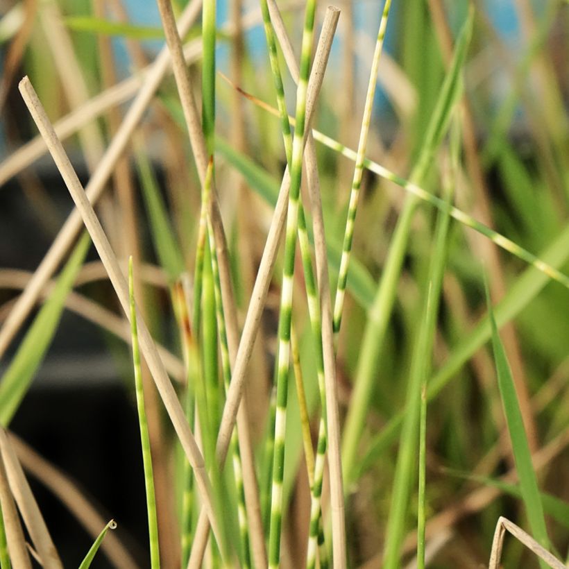Schoenoplectus lacustris subsp tabernaemontani Zebrinus - Salz-Teichbinse (Laub)