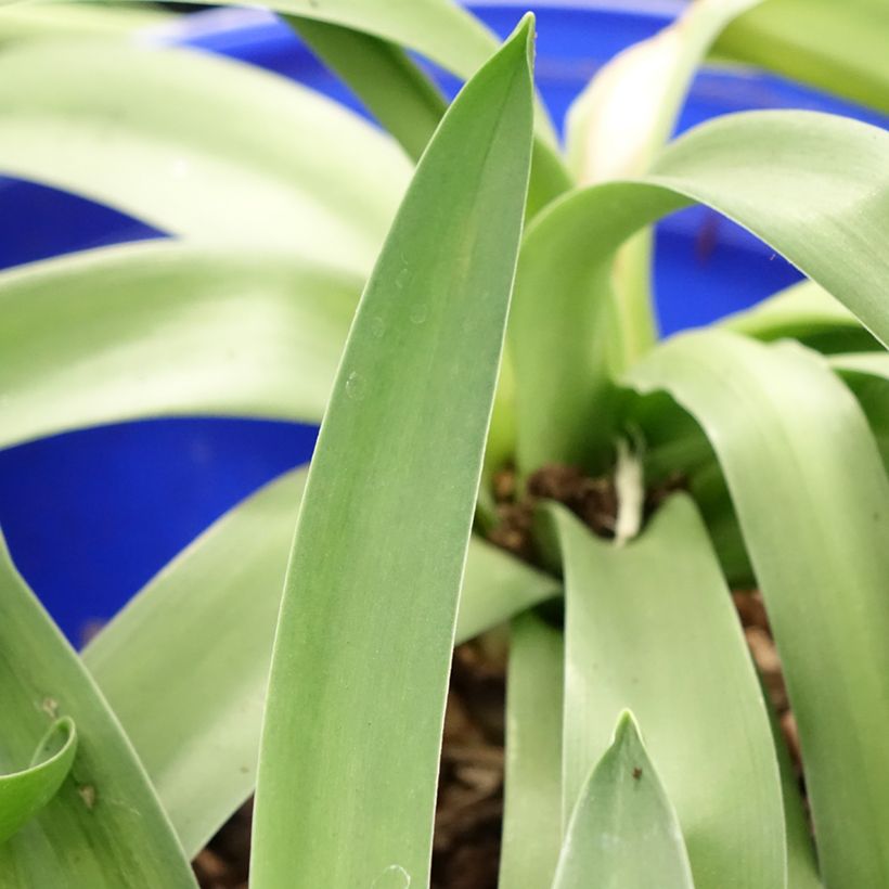 Scilla peruviana - Meerzwiebel (Laub)