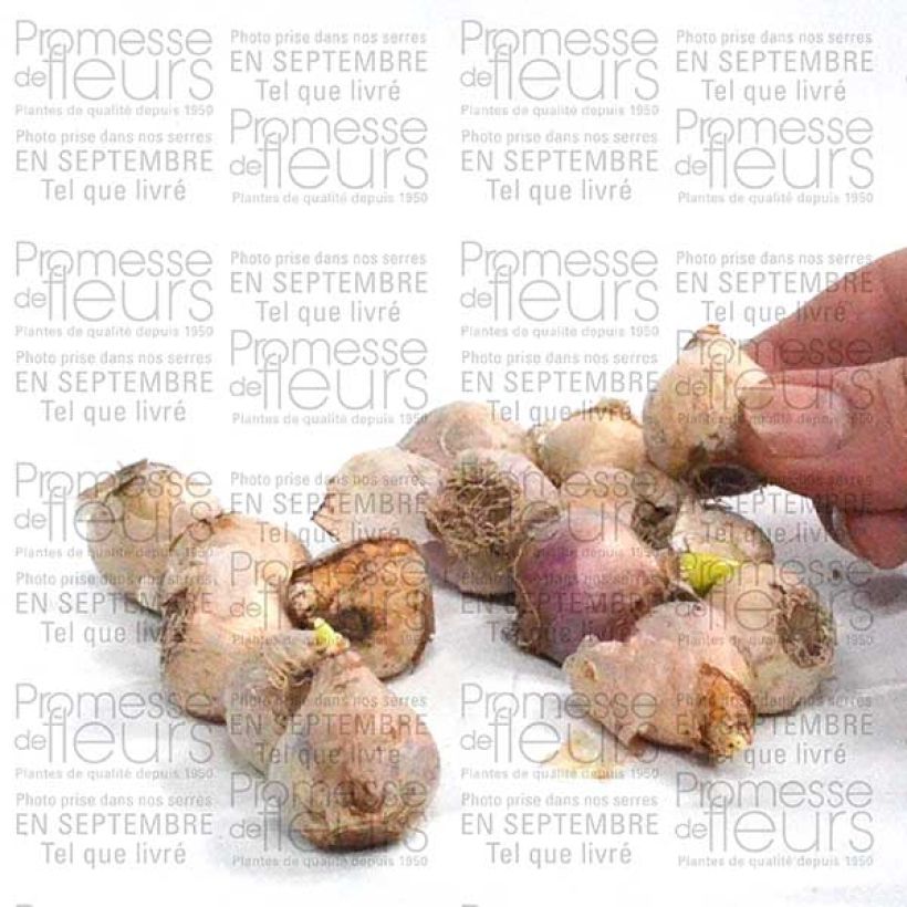 Beispiel eines Exemplars von Scilla siberica Alba - Meerzwiebel Zwiebel Kaliber/Größe 8+ wie geliefert