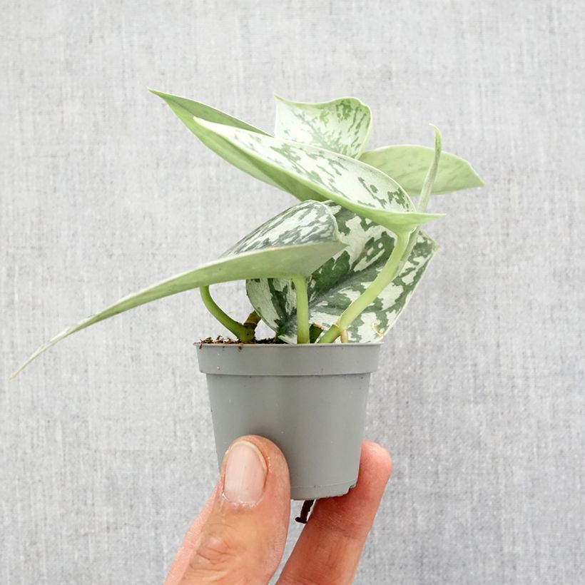 Exemplar von Gefleckte Efeutute - Scindapus pictus Mini-plante wie im Frühjahr geliefert