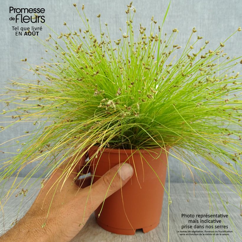 Exemplar von Scirpus cernuus Fiber Optic Grass - Frauenhaargras Topf mit 1L/1,5L wie im Sommer geliefert