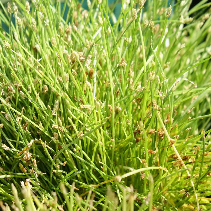 Scirpus isolepsis - Moorbinse (Laub)
