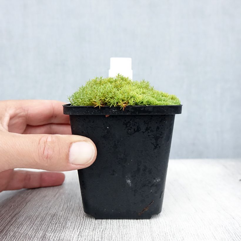 Exemplar von Scleranthus uniflorus - Knäuel Kleine Töpfe von 8/9 cm wie im Sommer geliefert