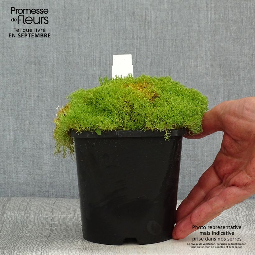 Exemplar von Scleranthus uniflorus - Knäuel Topf mit 1,5L/2L wie im Sommer geliefert