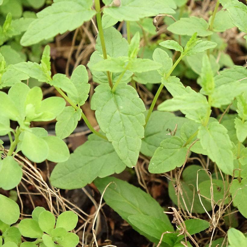 Scutellaria scordiifolia - Helmkraut (Laub)