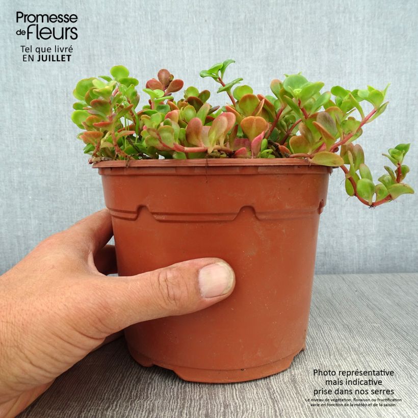 Exemplar von Fetthenne Coral Carpet - Sedum album Topf mit 2L/3L wie im Sommer geliefert