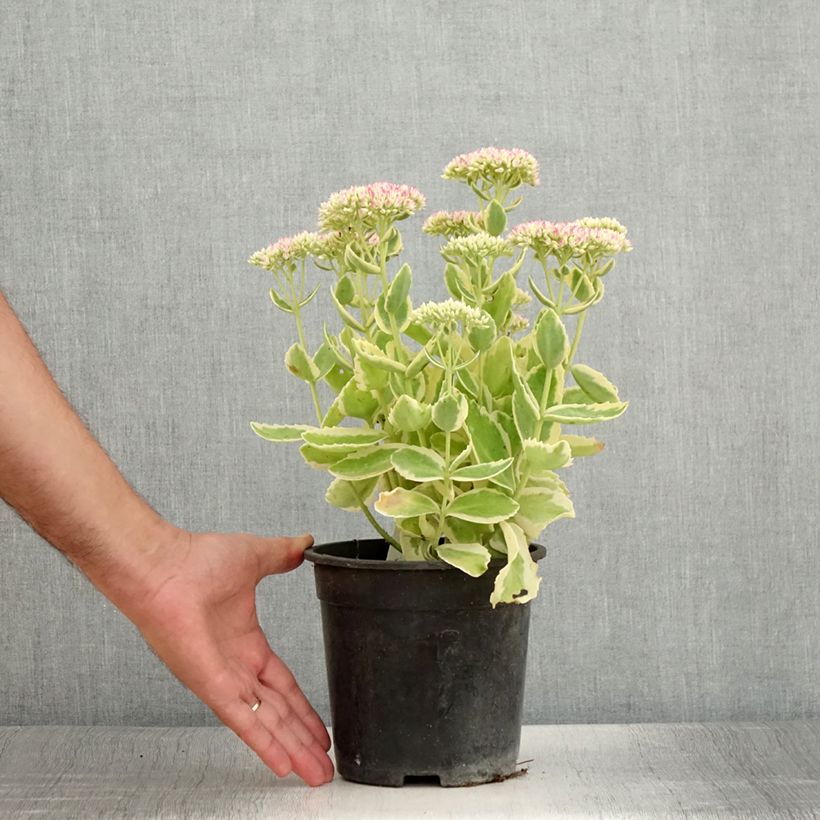 Exemplar von Fetthenne Autumn Charm - Sedum telephium Topf mit 2L/3L wie im Sommer geliefert