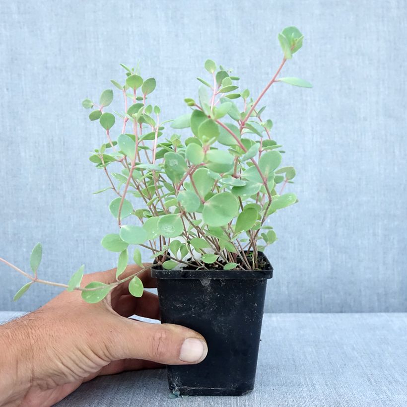 Exemplar von Fetthenne Robustum - Sedum cauticola Kleine Töpfe von 8/9 cm wie im Sommer geliefert