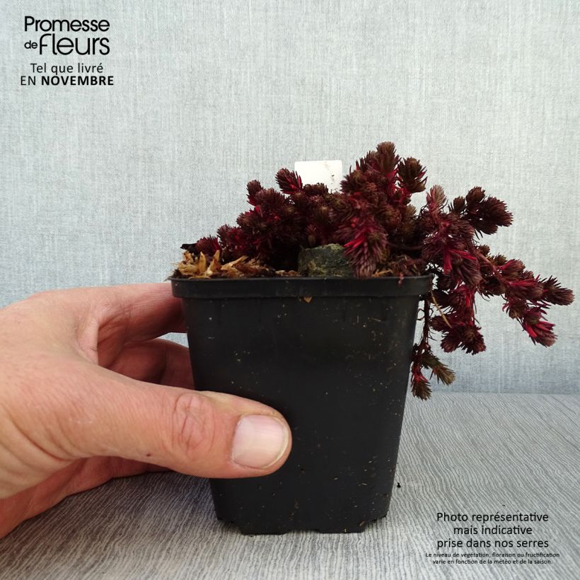 Exemplar von Fetthenne Chocolate Ball - Sedum Kleine Töpfe von 8/9 cm wie im Herbst geliefert