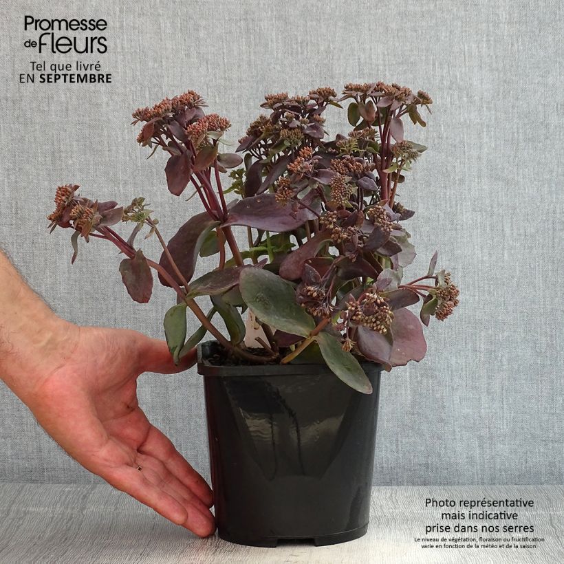 Exemplar von Fetthenne Chocolate Cherry - Sedum telephium Topf mit 2L/3L wie im Sommer geliefert