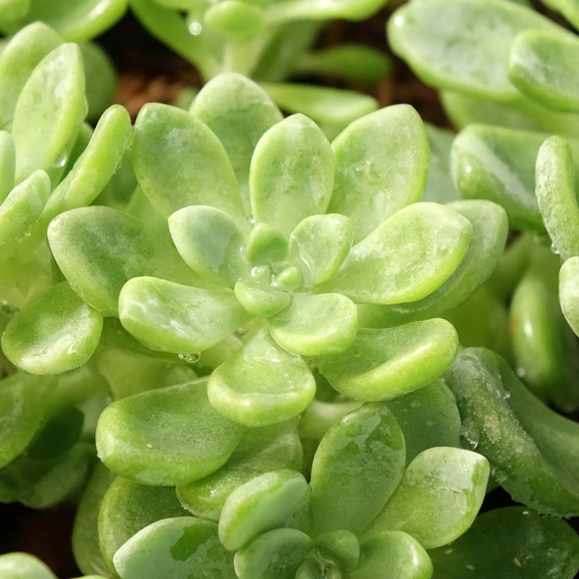 Fetthenne - Sedum clavatum (Laub)