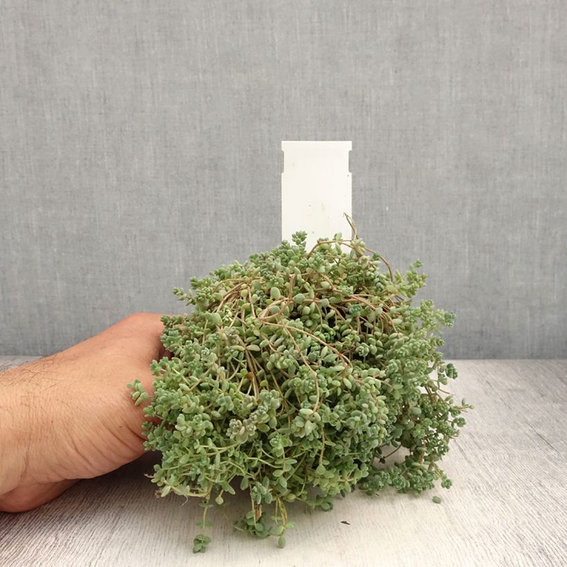 Exemplar von Fetthenne - Sedum dasyphyllum Kleine Töpfe von 8/9 cm wie im Sommer geliefert