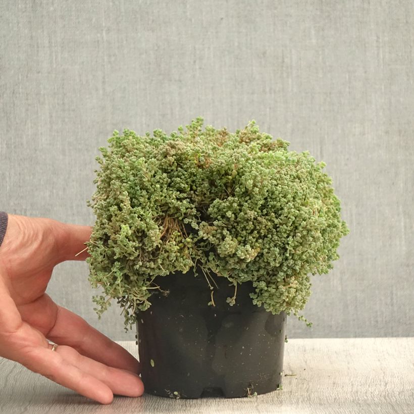 Exemplar von Fetthenne - Sedum dasyphyllum Topf mit 1,5L/2L wie im Sommer geliefert