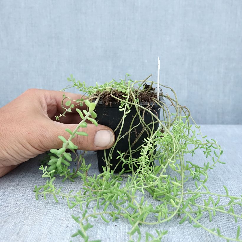 Exemplar von Fetthenne - Sedum divergens Kleine Töpfe von 8/9 cm wie im Sommer geliefert
