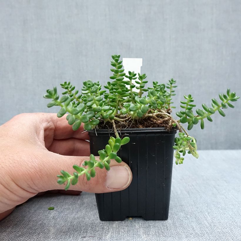 Exemplar von Fetthenne - Sedum divergens Kleine Töpfe von 8/9 cm wie im Frühjahr geliefert