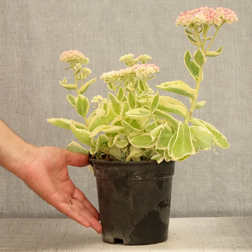 Exemplar von Fetthenne Frosted Fire - Sedum spectabile Topf mit 2L/3L wie im Sommer geliefert