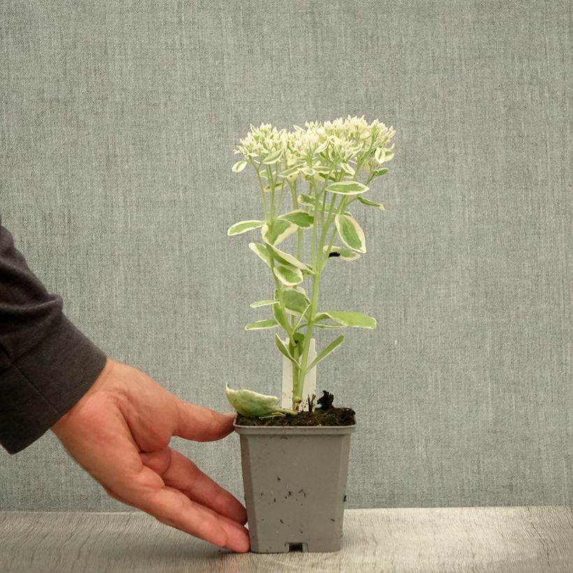 Exemplar von Fetthenne Frosty Morn - Sedum Kleine Töpfe von 8/9 cm wie im Sommer geliefert