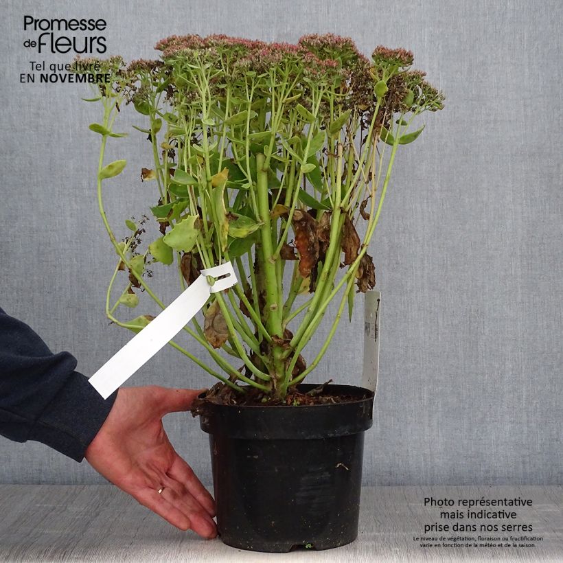 Exemplar von Fetthenne Herbstfreude - Sedum Topf mit 3L/4L wie im Herbst geliefert