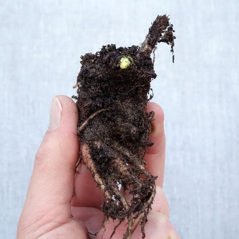 Exemplar von Fetthenne Herbstfreude - Sedum Wurzelnackt wie im Winter geliefert