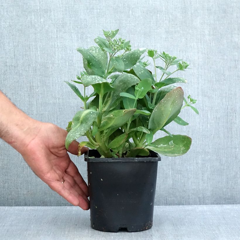 Exemplar von Fetthenne Class Act - Sedum telephium Topf mit 1,5L/2L wie im Sommer geliefert