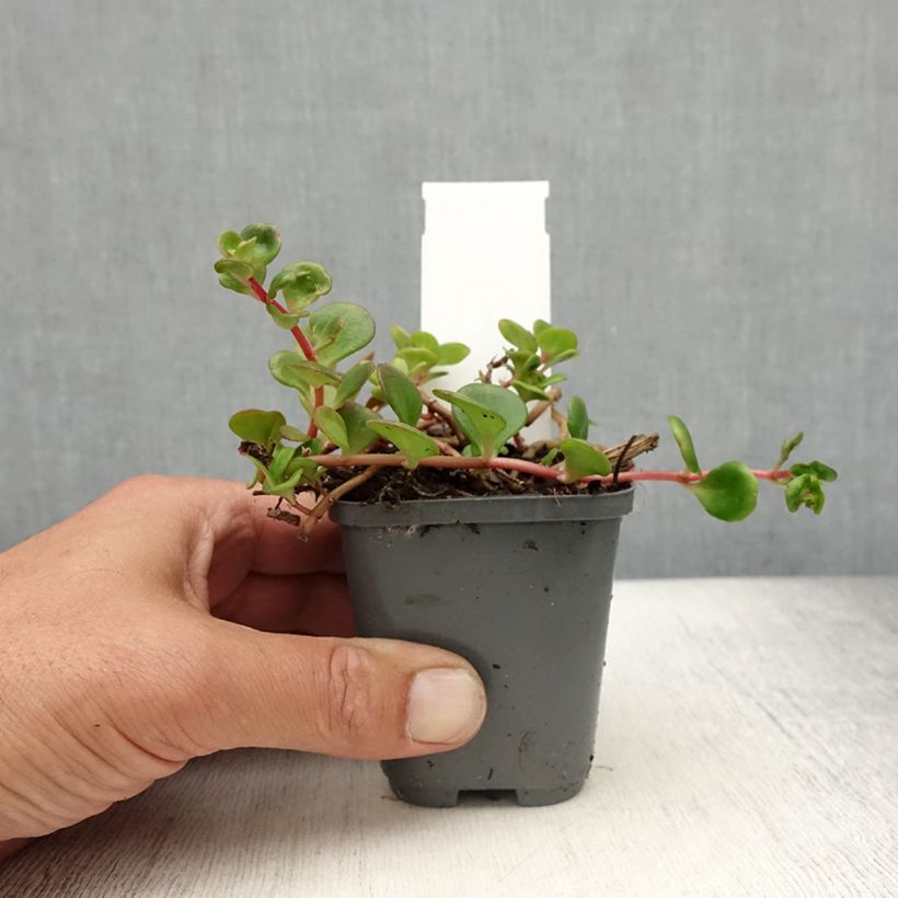 Exemplar von Fetthenne Lime - Sedum makinoi Kleine Töpfe von 8/9 cmGelieferte Höhe ca. 5cm wie im Sommer geliefert