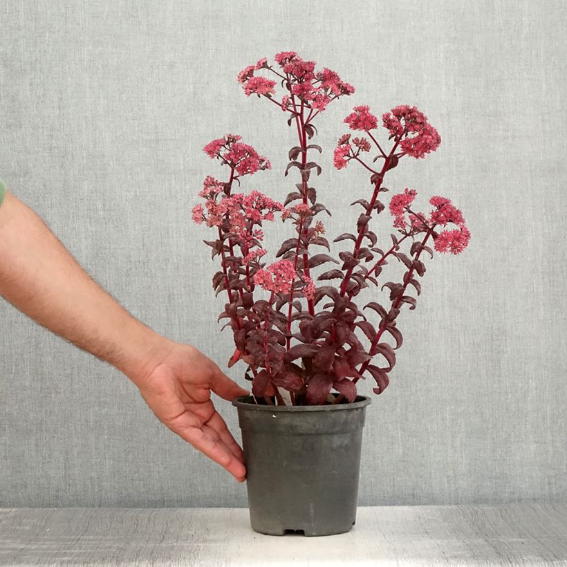 Exemplar von Fetthenne Mojave Jewels Diamond - Sedum Topf mit 2L/3L wie im Sommer geliefert