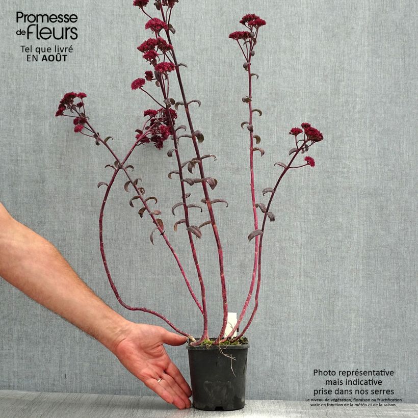 Exemplar von Fetthenne Purple Emperor - Sedum spectabile Topf mit 1,5L/2L wie im Sommer geliefert