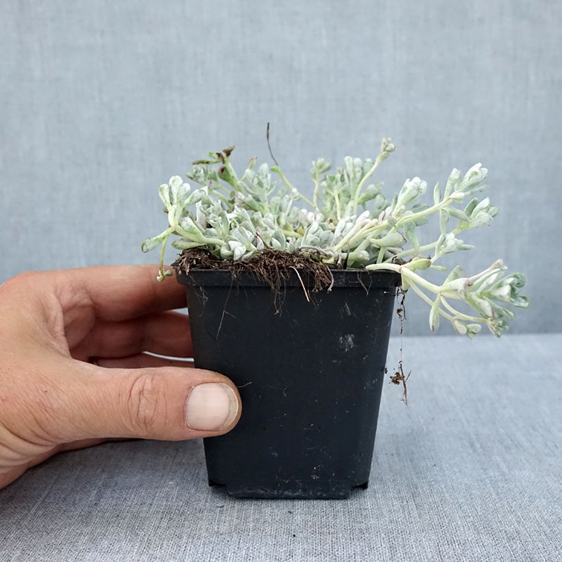 Exemplar von Fetthenne Cape Blanco - Sedum spathulifolium Kleine Töpfe von 8/9 cm wie im Sommer geliefert