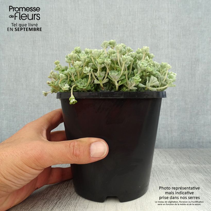 Exemplar von Fetthenne Cape Blanco - Sedum spathulifolium Topf mit 1,5L/2L wie im Sommer geliefert