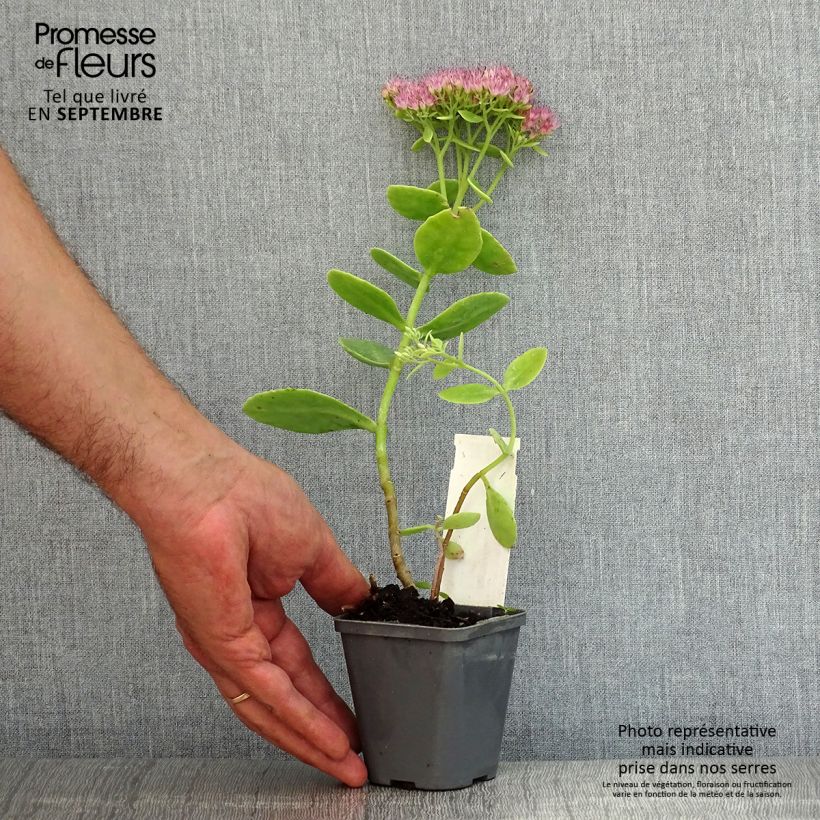 Exemplar von Fetthenne Brilliant - Sedum spectabile Kleine Töpfe von 8/9 cm wie im Sommer geliefert