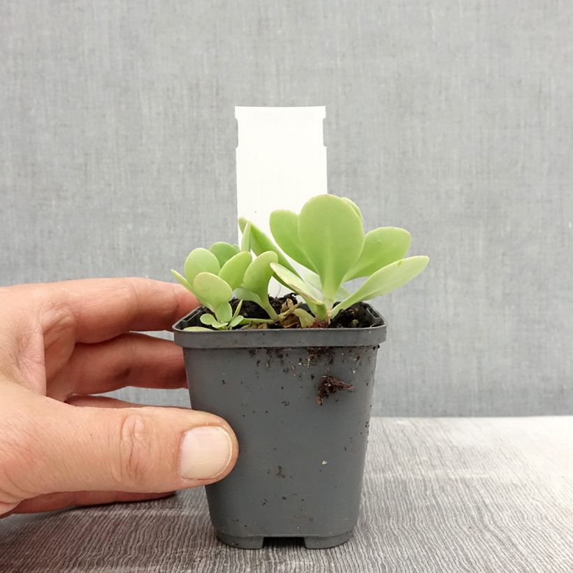 Exemplar von Fetthenne Brilliant - Sedum spectabile Kleine Töpfe von 8/9 cm wie im Frühjahr geliefert