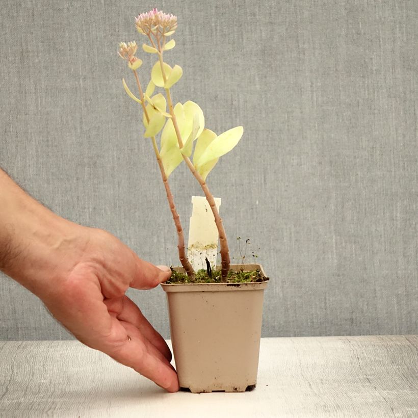 Exemplar von Fetthenne Meteor - Sedum spectabile Kleine Töpfe von 8/9 cm wie im Sommer geliefert