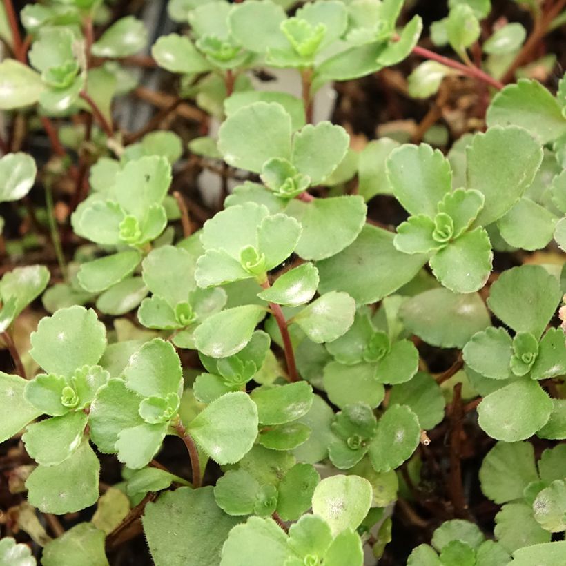 Fetthenne Dragon Blood - Sedum spurium (Laub)