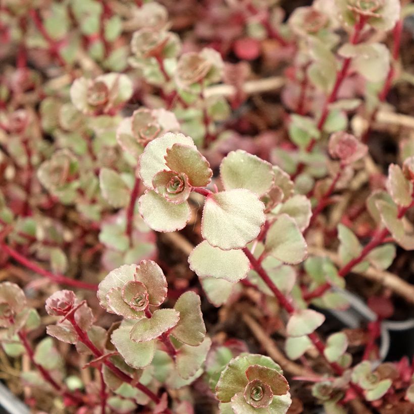 Fetthenne Fuldaglut - Sedum spurium (Laub)
