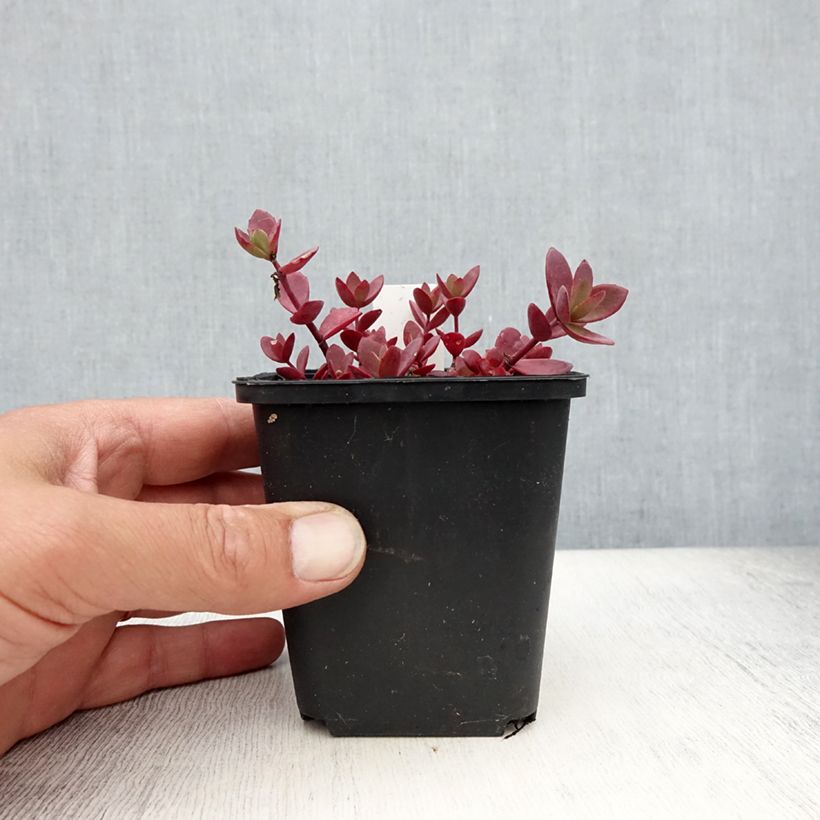 Exemplar von Fetthenne Sunsparkler Blue Pearl - Sedum Kleine Töpfe von 8/9 cm wie im Sommer geliefert