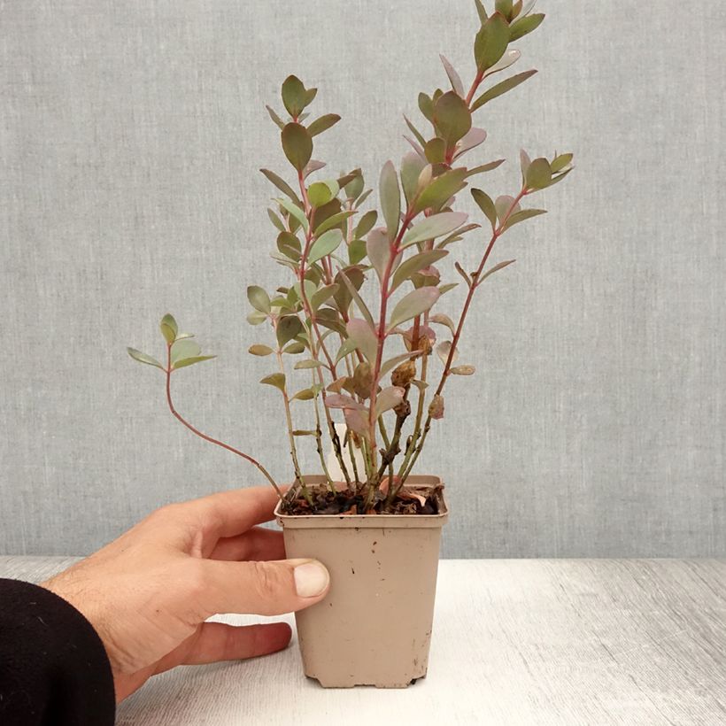 Exemplar von Fetthenne Sunsparkler Plum Dazzled - Sedum Kleine Töpfe von 8/9 cm wie im Sommer geliefert