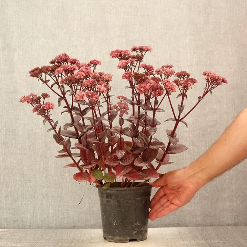 Exemplar von Fetthenne Bon Bon - Sedum Topf mit 2L/3L wie im Sommer geliefert
