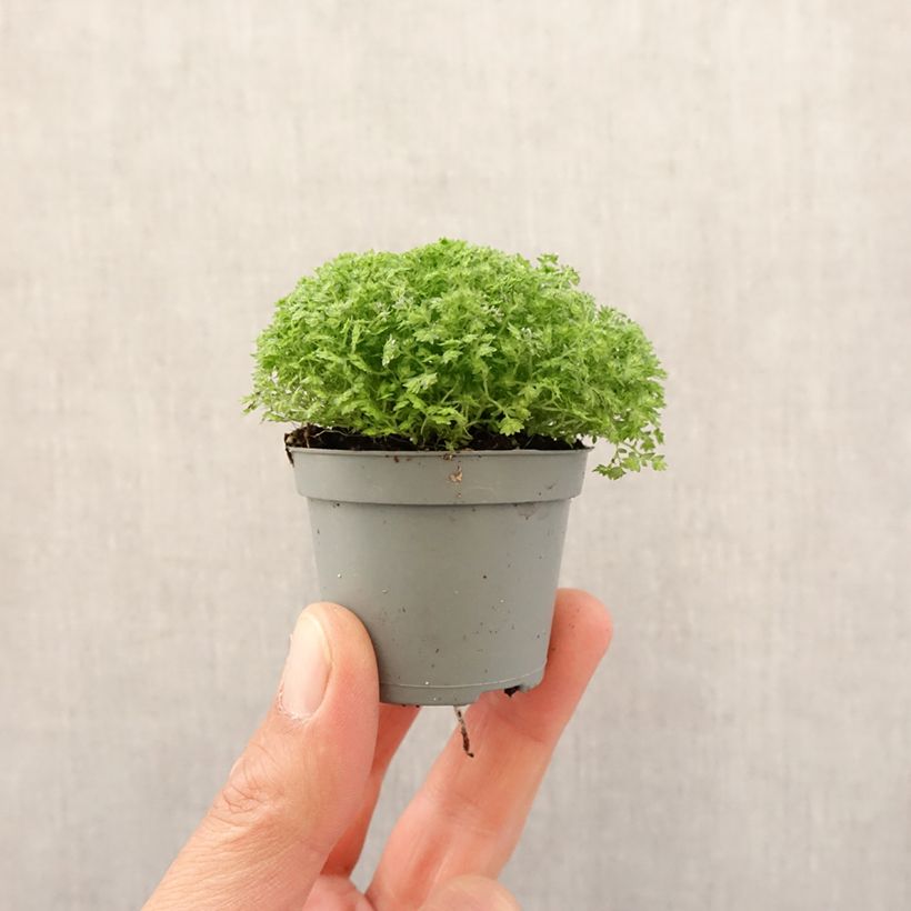 Exemplar von Selaginella apoda - Moosfarn Mini-plante wie im Frühjahr geliefert