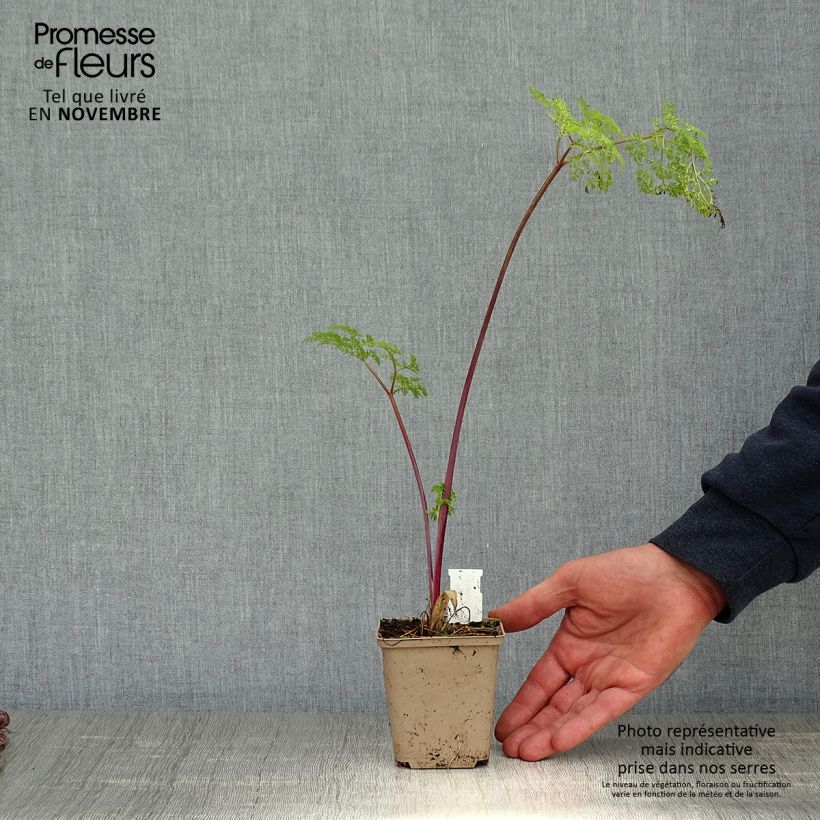 Exemplar von Selinum wallichianum - Feinblättrige Silge Kleine Töpfe von 8/9 cm wie im Herbst geliefert