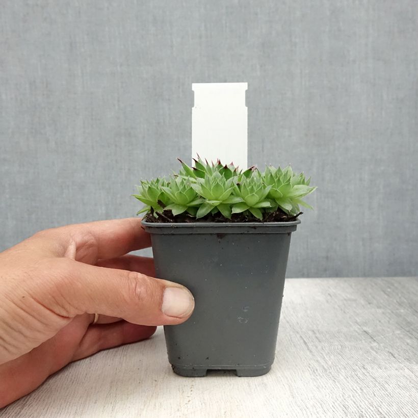 Exemplar von Hauswurz - Sempervivum calcareum Kleine Töpfe von 8/9 cm wie im Sommer geliefert