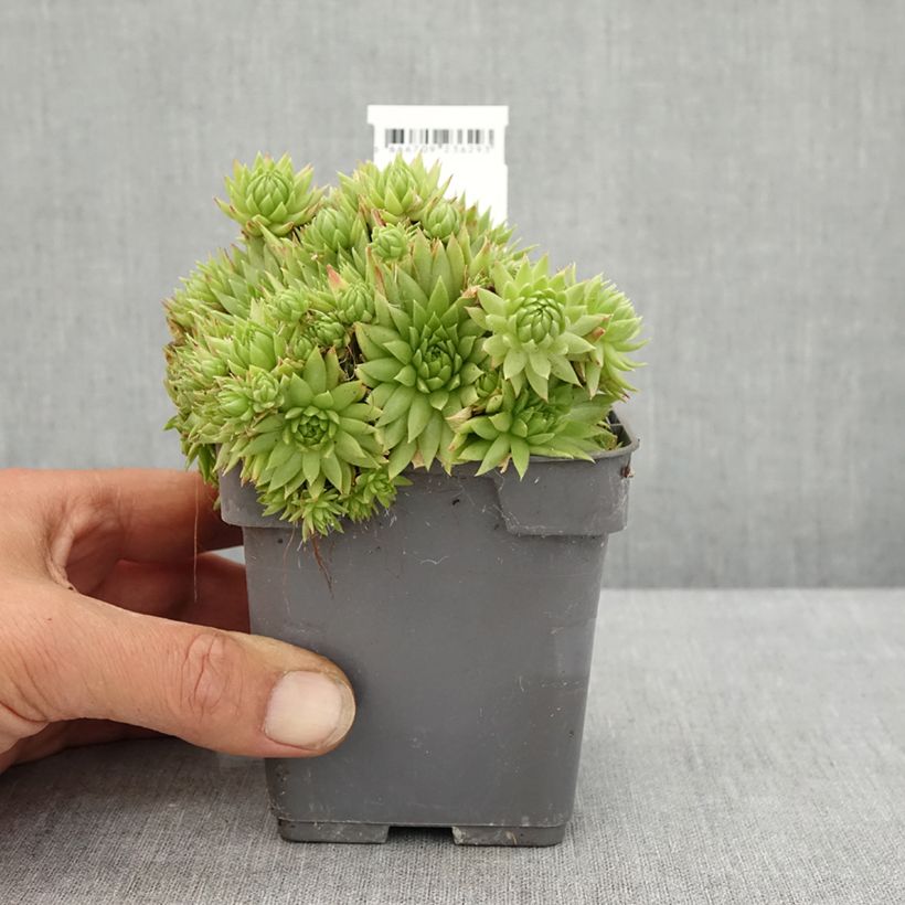 Exemplar von Hauswurz Chick Charms Key Lime Kiss - Sempervivum Topf 10 cm/11cm wie im Sommer geliefert